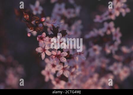 Spring flowers, blossom, nature Stock Photo