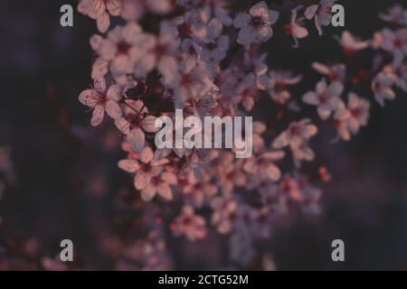 Spring flowers, blossom, nature Stock Photo