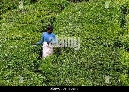 March 28, 2018: A worker in a tea plantation. Cameron Highlands, Malaysia Stock Photo