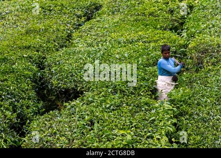 March 28, 2018: A worker in a tea plantation. Cameron Highlands, Malaysia Stock Photo