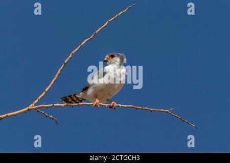 Pygmy falcon (Polihierax semitorquatus) male, Kgalagadi transfrontier park, South Africa Stock Photo