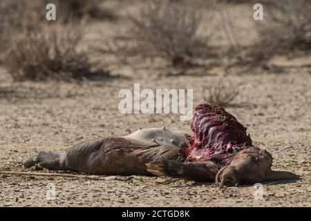 Aardvark (Orycteropus afer) carcass, Kgalagadi transfrontier park, South Africa Stock Photo