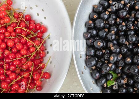 Homegrown redcurrants (Ribes rubrum) and blackcurrants (Ribes nigrum), Northumberland, UK, Stock Photo