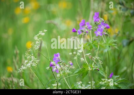 Wood cranesbill (Geranium sylvaticum), Northumberland national park, UK Stock Photo