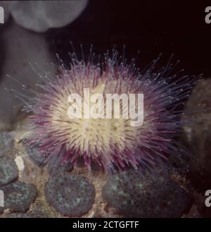 Green or Variegated sea urchin, Lytechinus variegatus Stock Photo