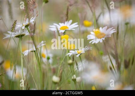 Oxeye daisies and meadow buttercups in upland hay meadow, Northumberland national park, UK Stock Photo