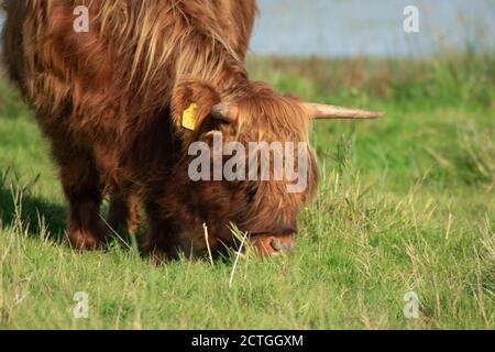 Highlander cow grazing in the field. Stock Photo