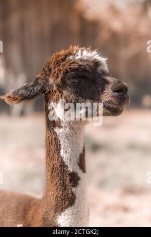Closeup portrait of little llama. Alpaca with shallow depth of field funny face side