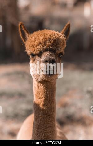 Closeup portrait of little llama. Alpaca with shallow depth of field Stock Photo