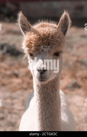 Closeup portrait of little llama. Alpaca with shallow depth of field white colour Stock Photo