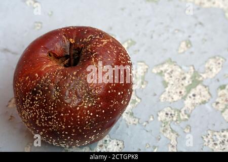 A rotten or decayed apple, Royal Gala, covered with white dots of fungus mould. Put on a concrete plate with peeling off old gray paint. Stock Photo