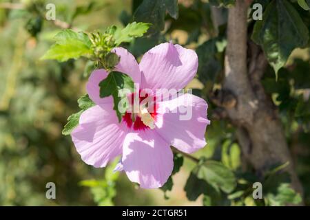 Pink hibiscus close-up in bright light. Beautiful southern tropical plant. Blurry background. Soft focus. The warm sunlight. Summer flower background.