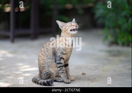 Bengal kitten yawning with its mouth wide open.copy space and selective focus. Stock Photo