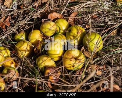 Fallen apples in grass on the ground. Stock Photo