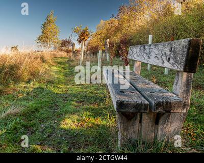 A rustic timber bench located in a natural burial ground Warwickshire England UK Stock Photo