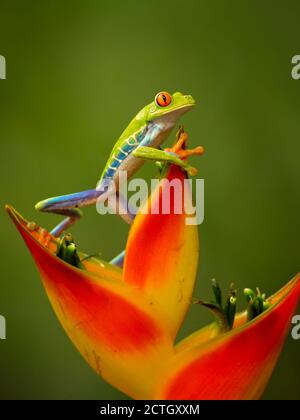 Agalychnis callidryas, known as the red-eyed treefrog, is an arboreal hylid native to Neotropical rainforests. Taken in Costa Rica