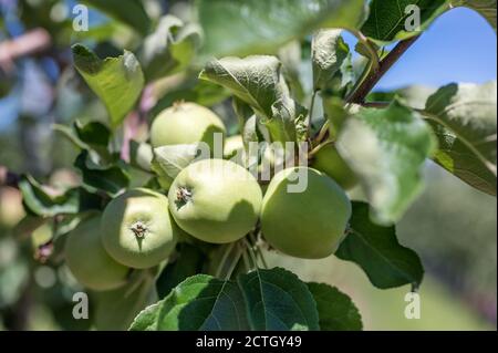 Green apples ripen and grow on an apple tree in the sunshine Stock Photo