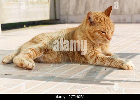 Lying red cat on pavement in a garden Stock Photo