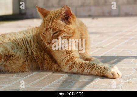 Lying red cat on pavement in a garden Stock Photo