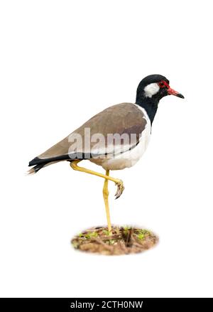 Red-Wattled Lapwing standing on one leg isolated on white background Stock Photo