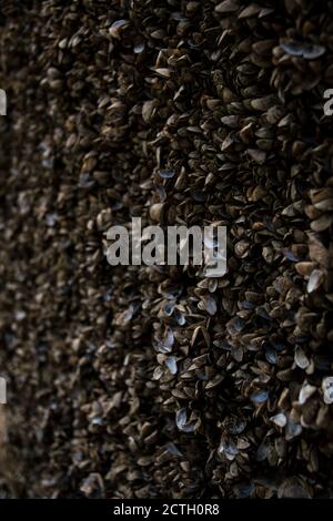 Small clam shells stuck to a rock appeared after a river dried up Stock ...