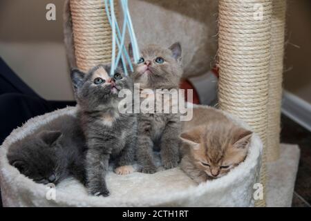 Four British shorthair kittens Stock Photo
