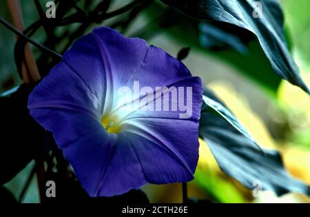 Blue Bindweed ( Convolvulus sabatius ) Flower Stock Photo