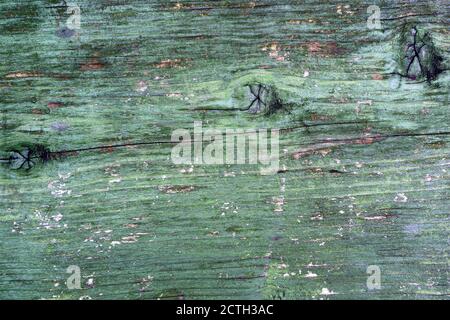 Grunge pale green colored wood plank with gnarls Stock Photo