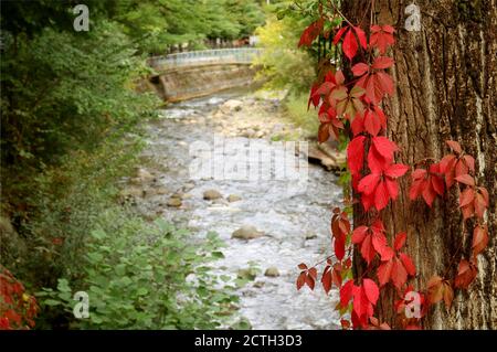 Closeup tree trunk with red autumn leaves with blurry river and bridge in background Stock Photo