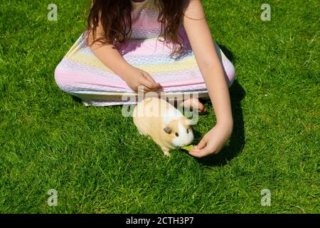 Little girl in bright colorful dress feeding lettuce  to and stroking a pretty golden and white guinea pig on grass in garden outside in summer sunshi Stock Photo