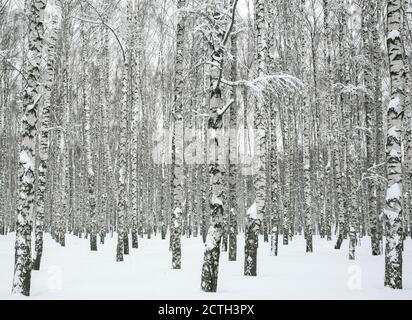 Snow-covered branches of birch trees in winter February frosts Stock Photo