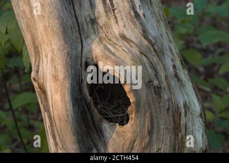 bird nest in hollow closeup Stock Photo