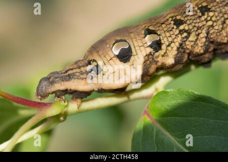 Elephant Hawk-moth, Deilephila elpenor, caterpillar, Moth, close-up showing eye spot Stock Photo