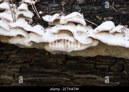 white  fungal plant pathogen on fallen hardwood tree closeup selective focus Stock Photo