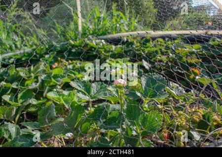 Strawberries growing in a raised bed and covered in bird netting to protect them. Stock Photo