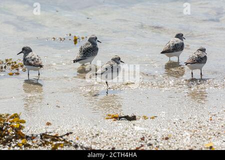 A flock of sanderlings (Calidris alba) including one which is missing a leg Stock Photo