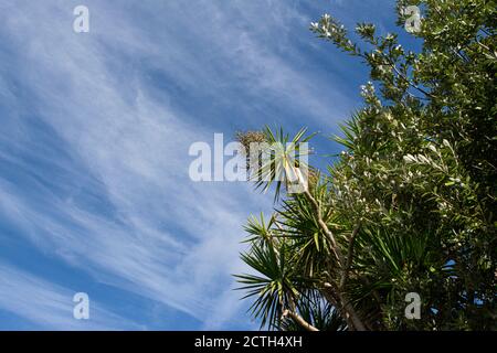 Palm trees and karo (Pittosporum crassifolium) against a blue sky with wispy clouds Stock Photo