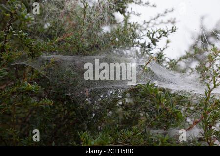 Hammock shaped web of the money spider - Linyphia triangularis - on a cotoneaster bush. Stock Photo