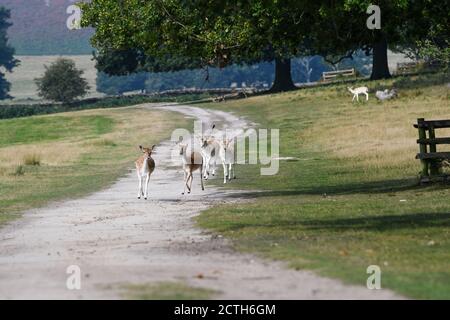 deer in bradgate park leicestershire Stock Photo