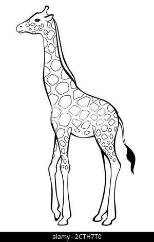 Giraffe black white isolated illustration vector Stock Vector
