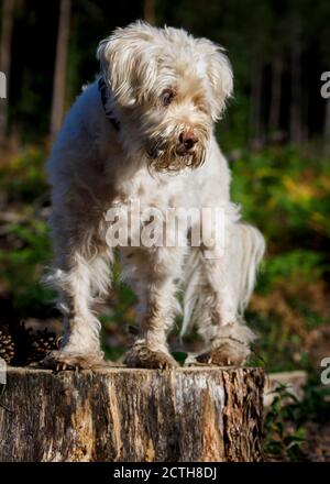 Small white dog standing on tree stump, UK Stock Photo