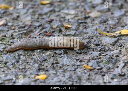 European black slug (Arion ater agg) common and widespread terrestrial mollusc in southern England. Red skirt along length of body on lowest edge. Stock Photo