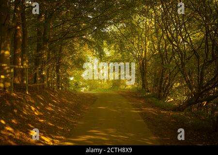 Tree-lined Country Lane in early Autumn Stock Photo