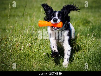 Working cocker spaniel playing fetch Stock Photo