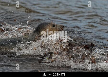 Grey Seal (Halichoerus grypus) Immature entering the sea through surf. Stock Photo