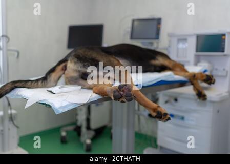 Large German shepherd dog under anesthesia in veterinarian clinic lying on the operating table under full anesthesia Stock Photo