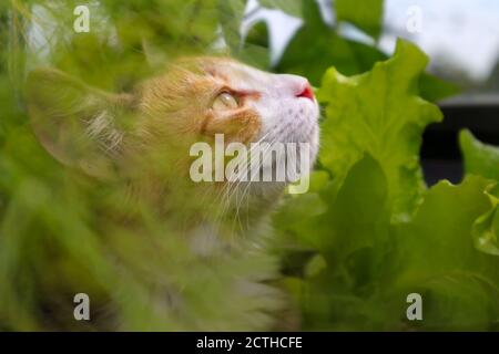Headshot of cat hunting. Superior hunter / predator. The cat is sitting in between garden plants while staring intently at something out of view. Stock Photo