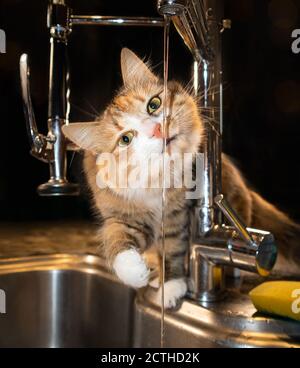 Cute cat with running water from kitchen tap or faucet. Focus on cat head. Fluffy calico or torbie feline sitting on kitchen counter. Stock Photo