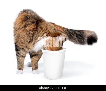 Cat licking yogurt. Full body visible, but most of the cat head is inside the container. Adorable fluffy 1 year old kitten, and always hungry. Stock Photo