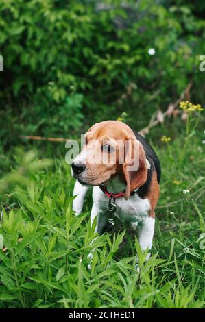 Happy beagle dog having fun on then green grass Stock Photo